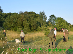 Hundetræning efterår 2015